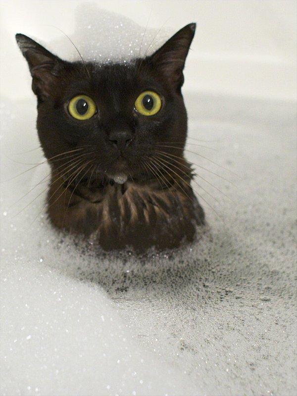 black-cat-bath-fleas-b-gone.jpg