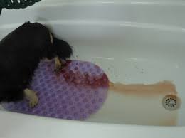 dog shampoo for guinea pigs
