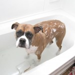 Dog getting flea bath dog fleas