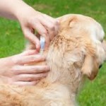 dog fleas