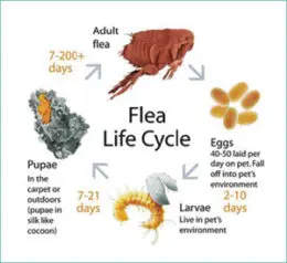 flea life cycle