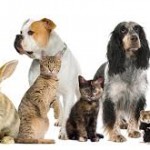 best pet flea meds