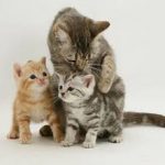 flea control for cats & kittens