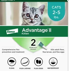 get rid of fleas on kittens