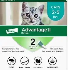 get rid of fleas on kittens