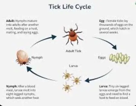 Tick Life Cycle