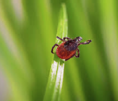 lawn tick control