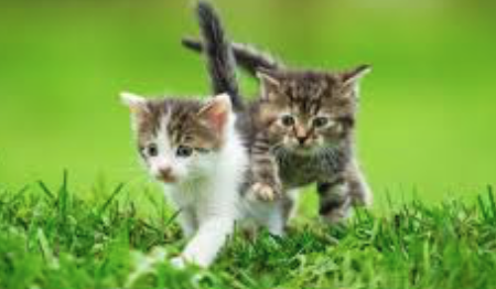 tick treatments for kittens