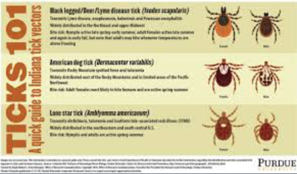 dog tick species