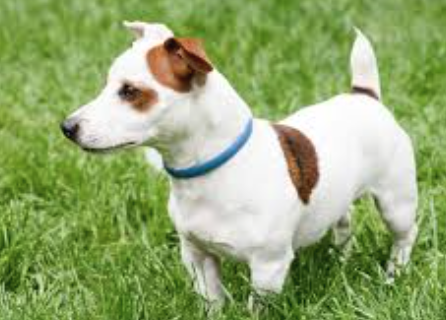 flea collars small dogs