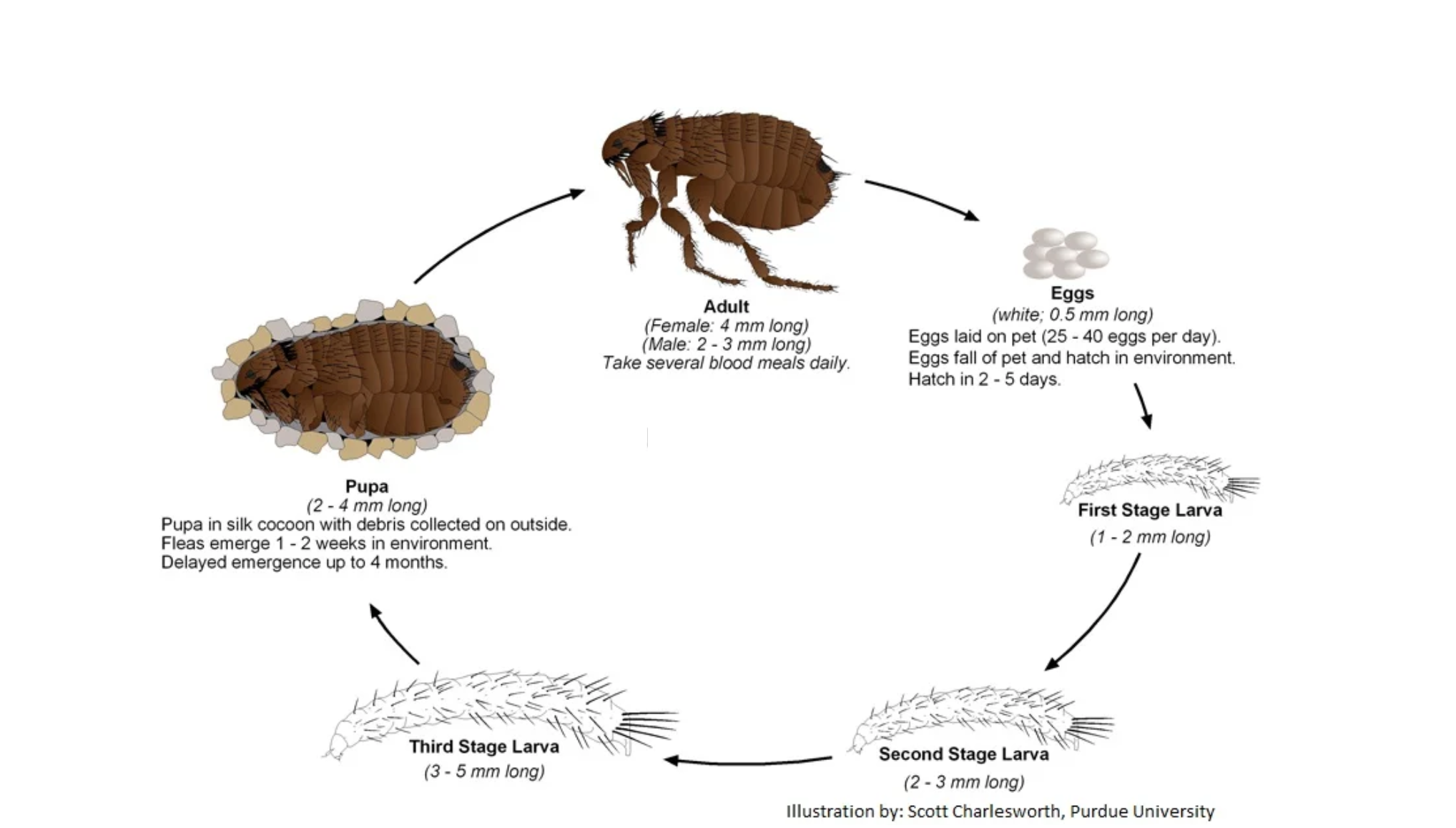 the  flea life cycle