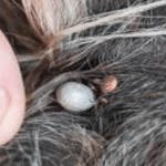 Anaplasmosis Caused By Ticks In Dogs