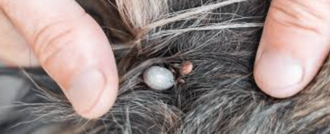 Anaplasmosis Caused By Ticks In Dogs