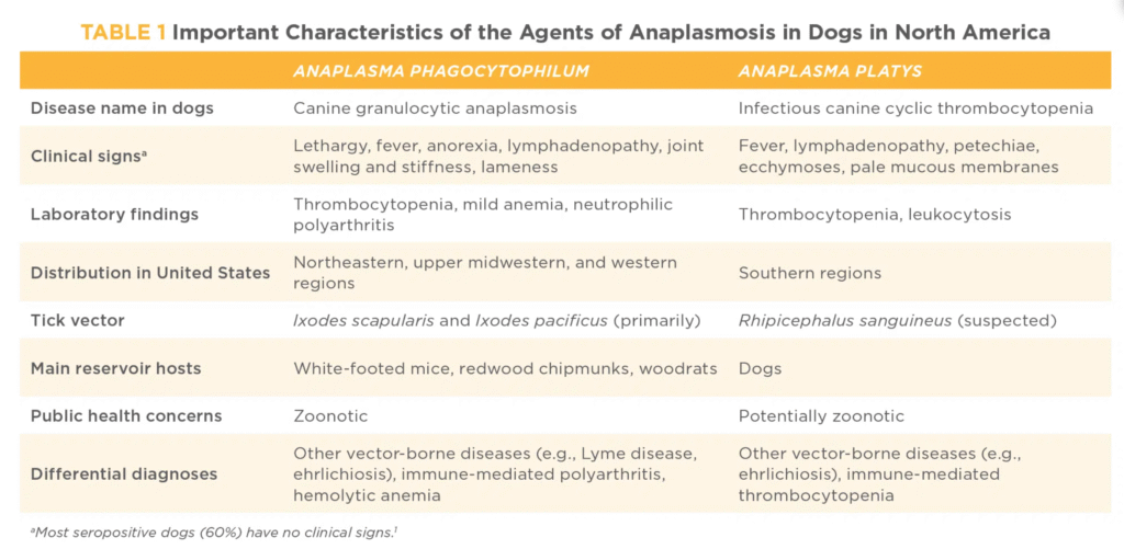 Anaplasmosis in dogs