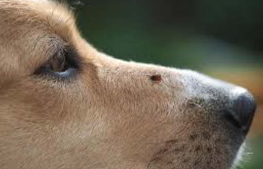 dog tick prevention