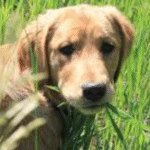 Tick-Borne Encephalitis in dogs
