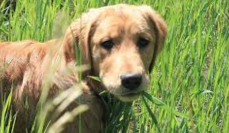 Tick-Borne Encephalitis in dogs