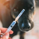 Understanding The Role Of Vaccines In Shielding Dogs From Tick-Borne Diseases