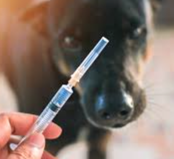 Understanding The Role Of Vaccines In Shielding Dogs From Tick-Borne Diseases