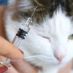 Understanding The Role Of Vaccines In Shielding Cats From Tick-Borne Diseases