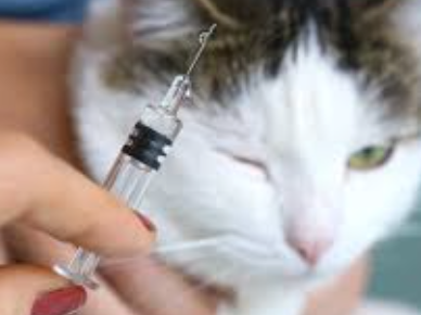 Understanding The Role Of Vaccines In Shielding Cats From Tick-Borne Diseases