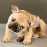 what are the diseases fleas can give dogs?