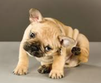 what are the diseases fleas can give dogs?