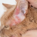 What Are The Diseases Fleas Can Give Cats?