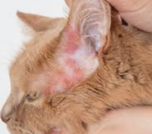 What Are The Diseases Fleas Can Give Cats?