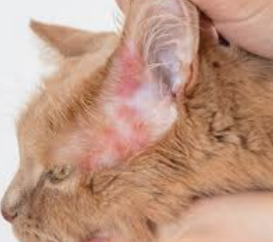 What Are The Diseases Fleas Can Give Cats?