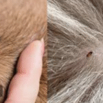 what's more dangerous for pets fleas or ticks?