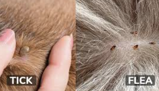 what's more dangerous for pets fleas or ticks?