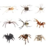 are spiders dangerous for cats and dogs?