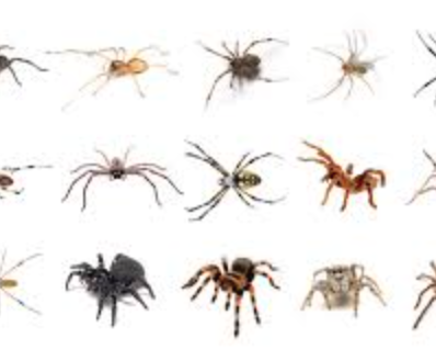 are spiders dangerous for cats and dogs?