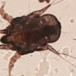What Other Pests Are Dangerous For Pets Beside Fleas And Ticks