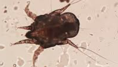 What Other Pests Are Dangerous For Pets Beside Fleas And Ticks