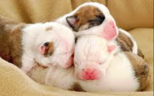 homemade flea treatment for puppies