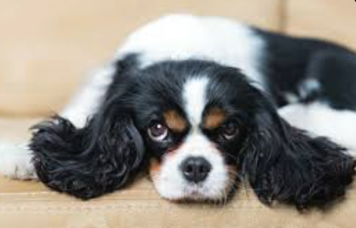 best flea treatment for small dogs
