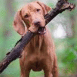 natural flea repellent dogs