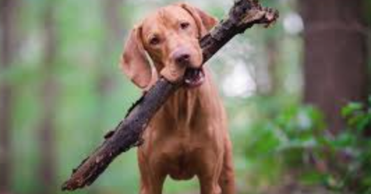 natural flea repellent dogs