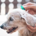 flea treatment dogs