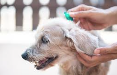 flea treatment dogs