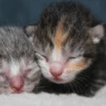 newborn kitten fleas