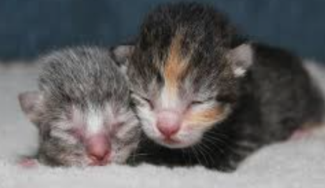 newborn kitten fleas