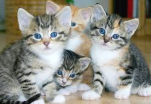 flea treatment 6 week old kitten