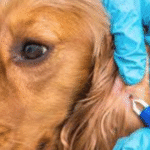 tick prevention dogs