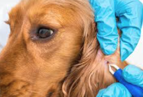 tick prevention dogs