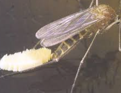 mosquitoes dangerous for pets