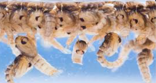 mosquitoes dangerous for pets