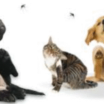 Mosquitoes Dangerous For Pets